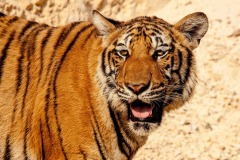 tiger-big-cat-photos-gameznet-00004