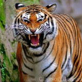 tiger-big-cat-photos-gameznet-00011