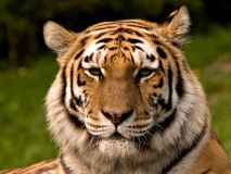 tiger-big-cat-photos-gameznet-00067