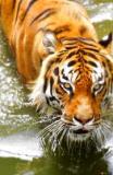 tiger-big-cat-photos-gameznet-00077