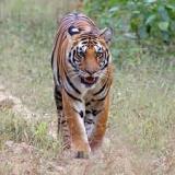 tiger-big-cat-photos-gameznet-00090