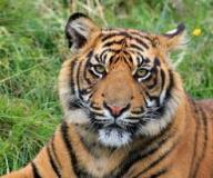 tiger-big-cat-photos-gameznet-00093