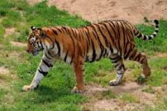 tiger-big-cat-photos-gameznet-00095