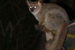 Thick-tailed_Bushbaby_(Otolemur_crassicaudatus)_(31897068715)