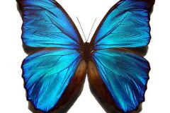 531px-Blue_morpho_butterfly