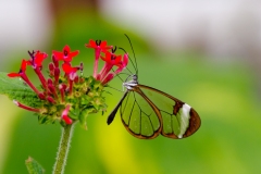 Greta Oto (Glasswing) Butterfly