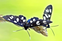 spot-burnet-white-parung-burnet-bear-spinner-butterfly-creature-nature-insect-reported