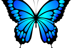 vibrant-blue-butterfly