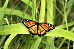 viceroy-butterfly-on-grass