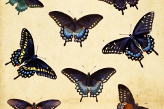 vintage-butterfly-collection