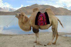 Bactrian_Camel_39923800810