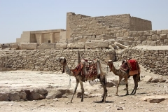 brown-camel-on-brown-sand-during-daytime