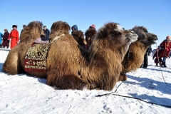 brown-camel-on-white-sand-at-blue-hour