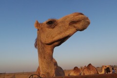 camel-223116_960_720