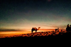 camel-desert-desert-camel-india-995745