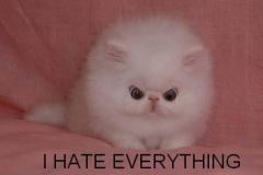 I_hate_everything