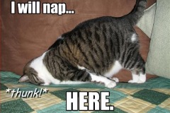 I_will_nap_here