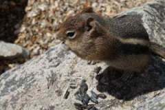 chipmunk-chubby-eating-wildlife-wallpaper-thumb