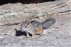 cliff_chipmunk_1