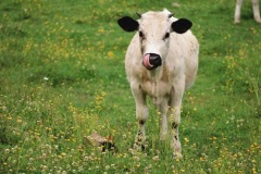 COW