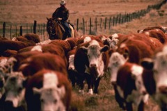 COWS