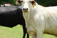 cattle-livestock-agriculture-cow-wallpaper-preview