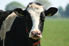 cow-3453895_1280