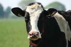 cow-cows-close-up-farm-black-and-white-cow-netherlands