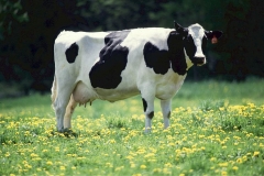 cow-dairy-bovine-milk