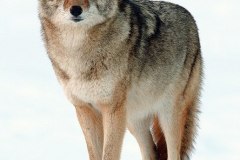 516px-2009-Coyote-Yosemite