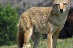 Coyote_NPS