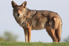 Gpa_bill_coyote_dad_1