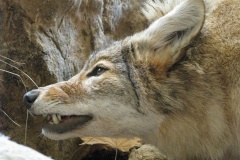coyote-1580330487n89