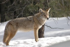 coyote-1901990_960_720