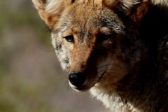 coyote-3493320_1280