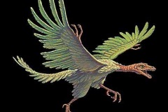 archaeopteryx