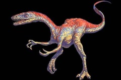 coelophysis