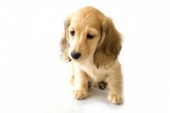 2560x1600-cocker-spaniel-puppy