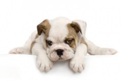 chiot Bouledogue anglais