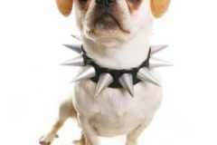 Funny-Puppy-Picture
