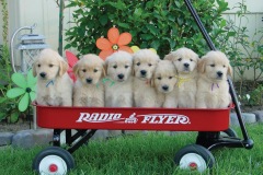 puppies-in-a-wagon