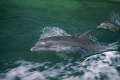 2-dolphins