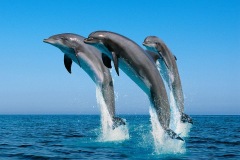 3-Dolphins-jumping