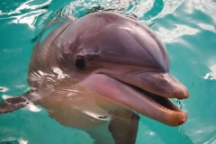 Bottlenose_Dolphin