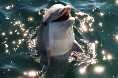 CLOSEUP-dolphin-04