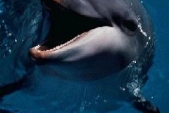 CLOSEUP-dolphin-05