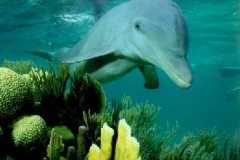 CLOSEUP-dolphin-19