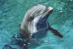 DOLPHIN