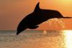 dolphin-sunset-02