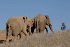 elephant-royalty-free-images-gameznet-05